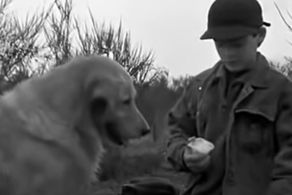 TRAGIČNA SUDBINA BADIJA PSA KOŠARKAŠA: Junak našeg detinjstva je DOŽIVEO STRAŠNU SUDBINU