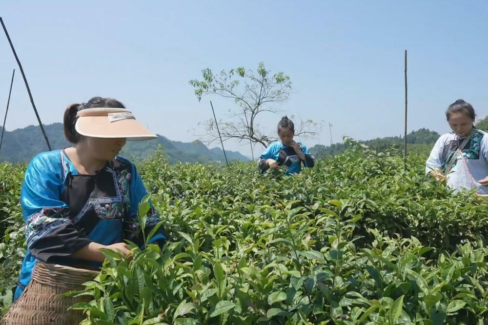 Uzgoj čaja doprinosi revitalizaciji sela! Gajenje na 13.000 hektara (VIDEO)