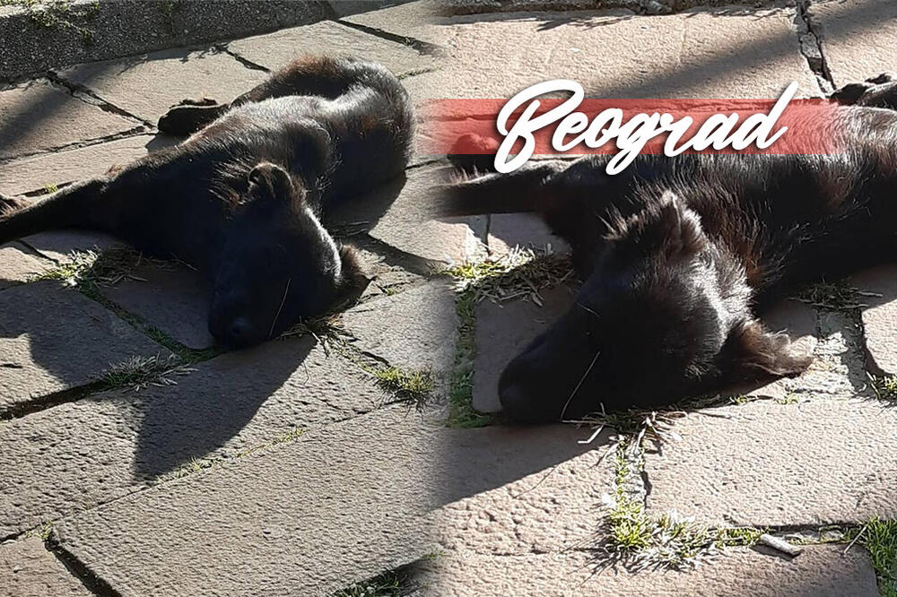 SLIKA DANA! Prolaznici ga češkali, dok je on uživao u Miholjskom letu u centru Beograda (FOTO)