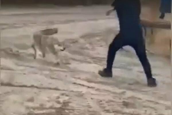 GLADNI VUK NE PRESTAJE DA TERORIŠE RADNIKE: Zver jednom zarila zube u STOMAK, pojavio se snimak NAPADA! (VIDEO)