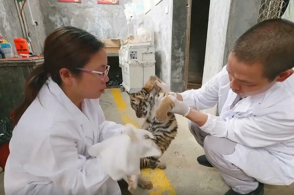 LEPE VESTI IZ PROVINCIJE FUĐIAN: Rođen mladunac južnokineskog tigra! (VIDEO)