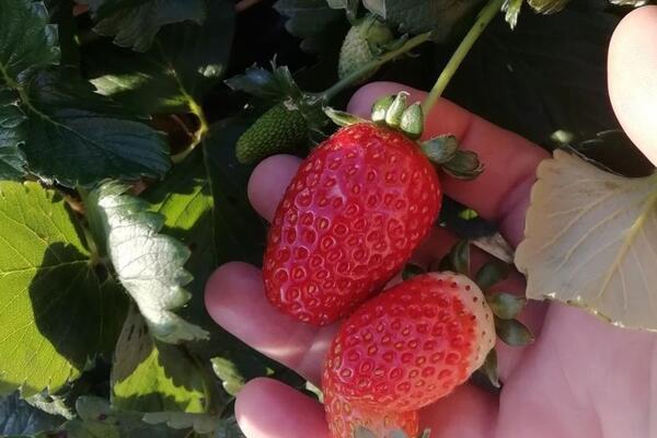 JAGODE RODILE U OVOM DELU SRBIJE KAO DA JE PROLEĆE: Verica bere sočne plodove IAKO NIJE PLANIRALA (FOTO)