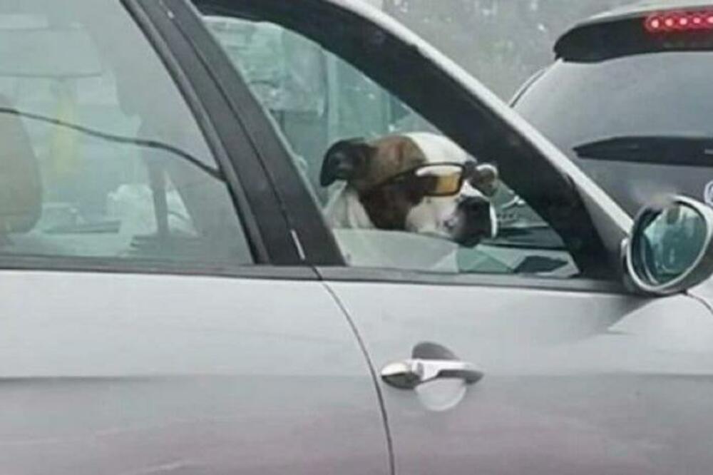 CEO NOVI BEOGRAD JE GLEDAO U OVAJ AUTOMOBIL: Pas u ŠMEKERSKIM NAOČARIMA pozirao bez stajanja, HIT PRIZOR! (FOTO)