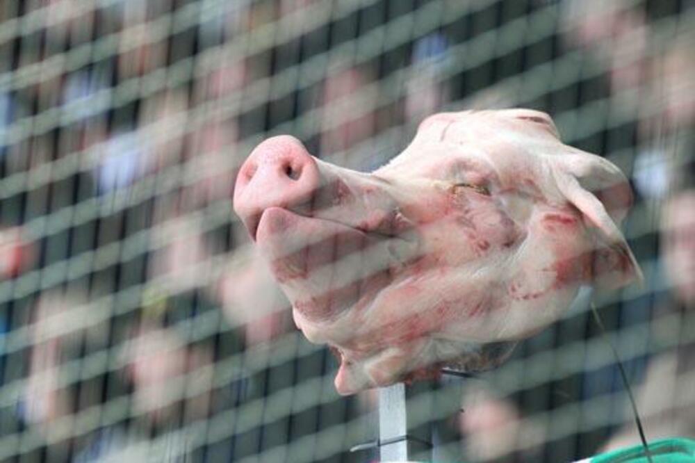 BOLESNO: Huligani obesili KRVAVU SVINJU da visi sa nadvožnjaka kao poruku navijačima rivala! (FOTO)