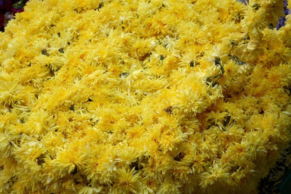 OVO CVEĆE SE SADI SAMO U JUNU: Obavezno uradite OVU STVAR ako želite da se "DOBRO PRIMI" (FOTO)