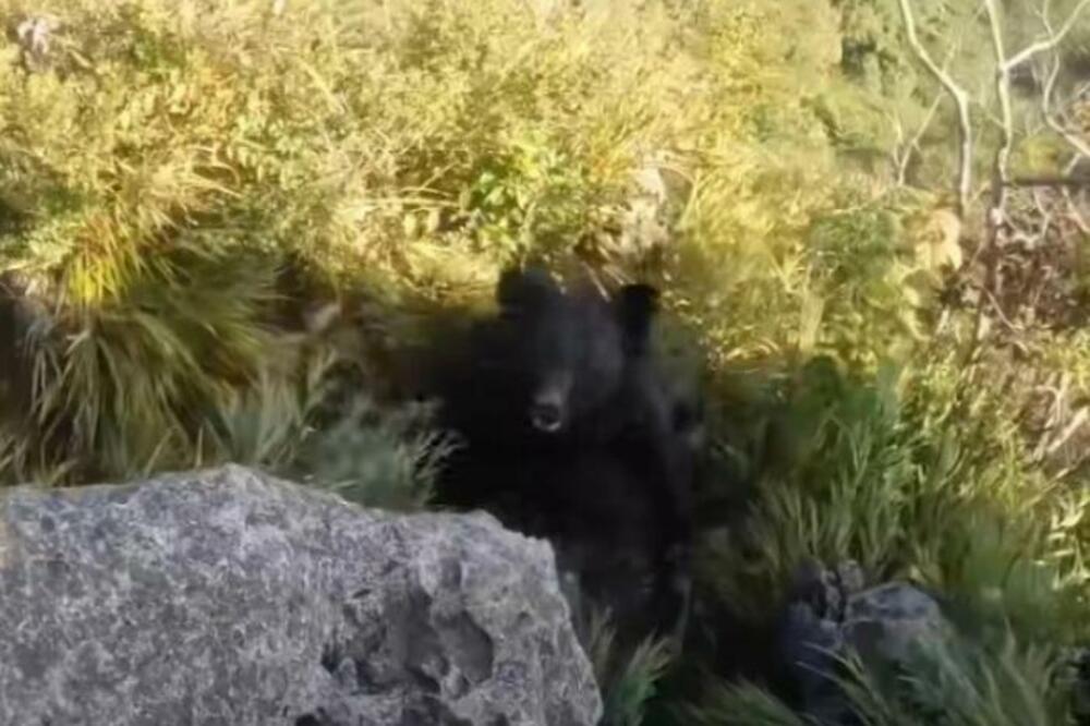 PLANINAR NAIŠAO NA MRKOG MEDVEDA, PA JEDVA IZVUKAO ŽIVU GLAVU: Vikioa i šutirao životinju, drama usnimljena (VIDEO)