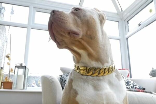 ŽENU RASTRGAO SOPSTVENI PAS EGZOTIČNE RASE, NIKAD NE BI REKLI KOJE: Ovo je bio šok za sve, detalji su užas