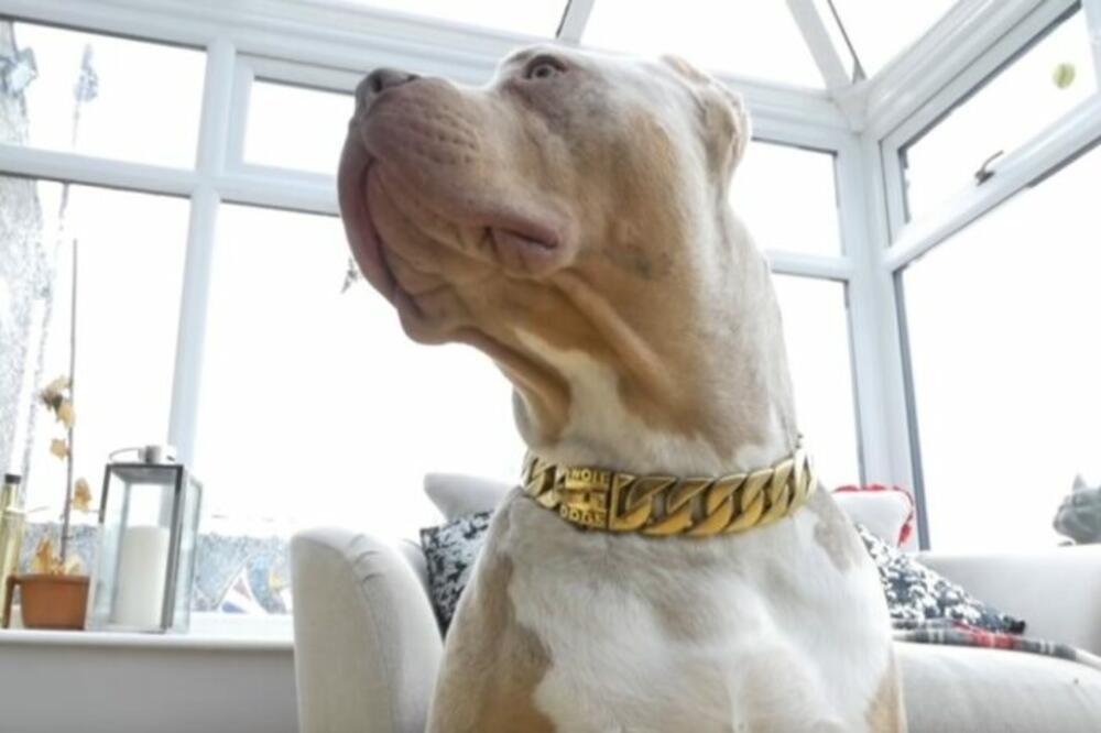 ŽENU RASTRGAO SOPSTVENI PAS EGZOTIČNE RASE, NIKAD NE BI REKLI KOJE: Ovo je bio šok za sve, detalji su užas