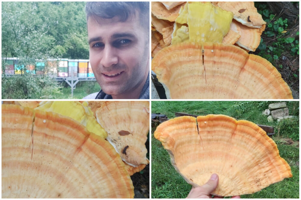 SVAKE GODINE JE BERE SA ISTE VRBE: Stefan je majstor za specijalitete od ŠUMSKOG PILETA! (FOTO)