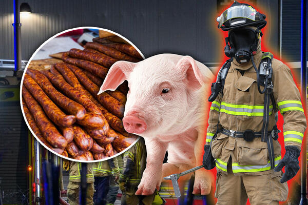 BIZARNO DO KOSKE! Vatrogasci spasili prasiće iz BUKTINJE, a onda ih je farmer POČASTIO na besraman način