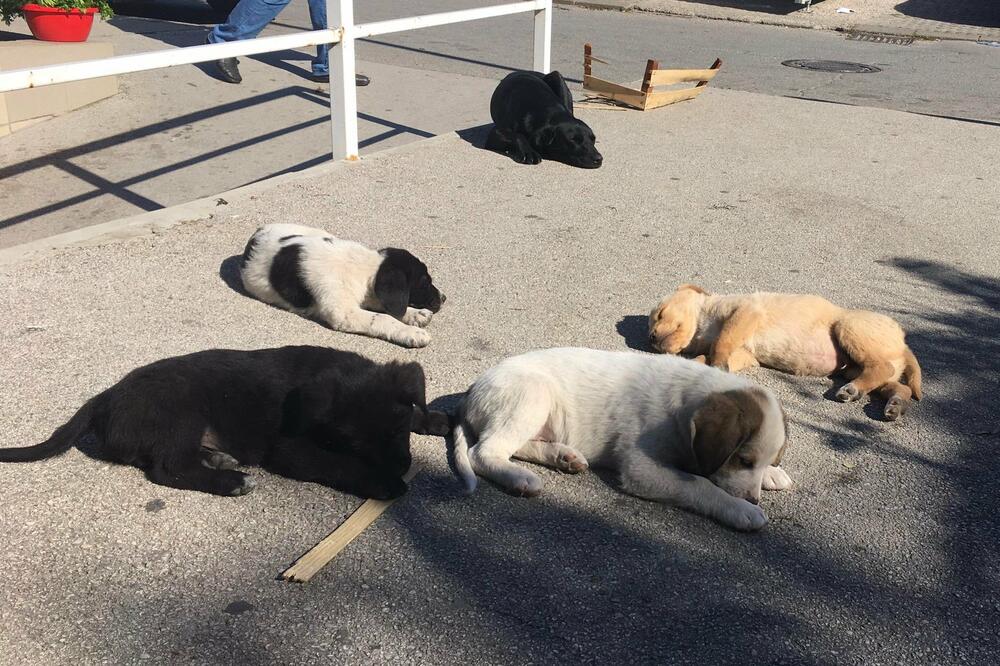 UŽAS NA MILJAKOVCU: Pas ušao u osnovnu školu, pa IZUJEDAO TROJE DECE