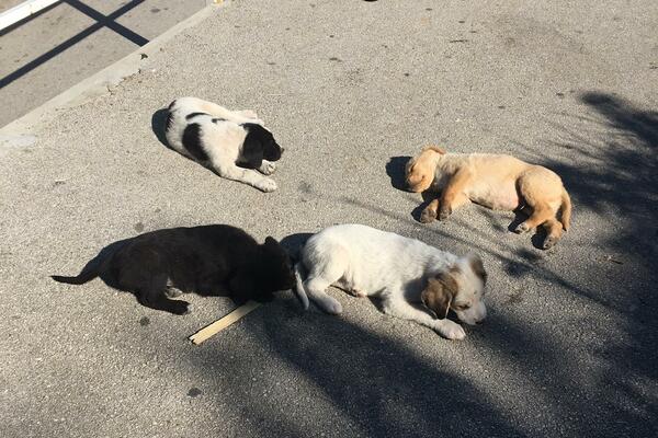 Masovno trovanje pasa u srpskom gradu: Ljubimci umirali pred kapijama svojih vlasnika, nisu stigli da im pomognu!