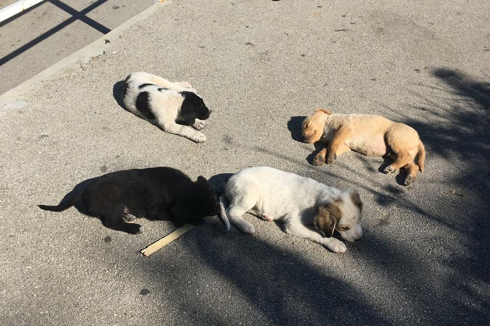 Masovno trovanje pasa u srpskom gradu: Ljubimci umirali pred kapijama svojih vlasnika, nisu stigli da im pomognu!