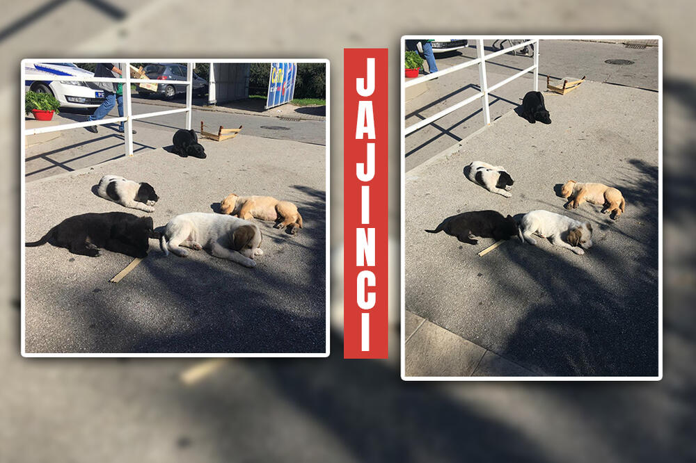 NAJSLAĐA SLIKA DANA NAM STIŽE IZ JAJINACA! Hvataju poslednje zrake sunca dok ih MAMA PAŽLJIVO ČUVA! (FOTO)