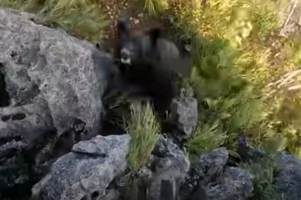 SNIMAK KOJI ĆE VAS ZALEDITI: Planinara umalo da POJEDE ZVER, sve se jasno vidi (UZNEMIRUJUĆE)