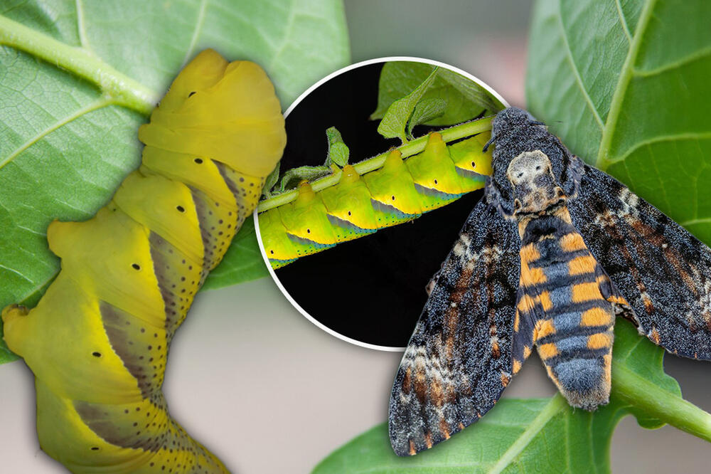 OVA ČUDNA VRSTA DŽINOVSKOG LEPTIRA SE OD JUČE NALAZI U BAZI SRBIJE: Pronađen je u Zrenjaninu, izgleda JEZIVO (FOTO)