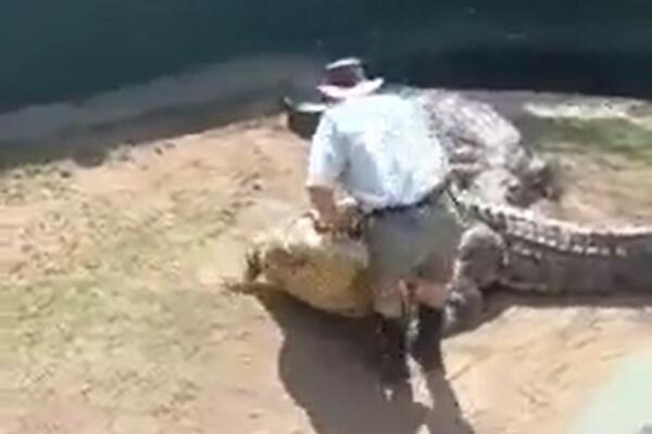OVAJ SNIMAK GLEDAJTE NA SVOJU ODGOVORNOST! Čuvar Zoo vrta seo na krokodila, a onda je počelo KRVOPROLIĆE (VIDEO)