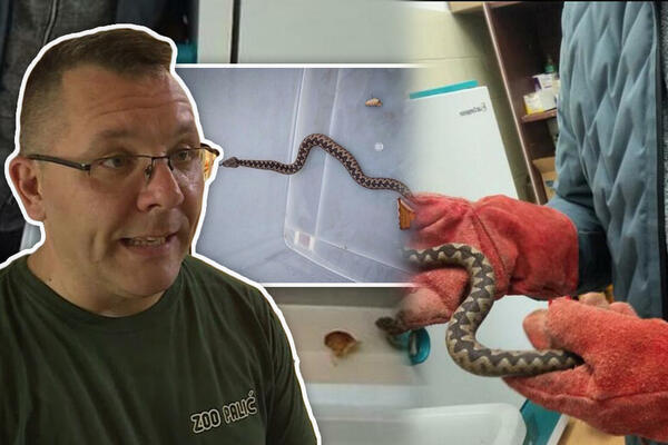 OVAKO SADA IZGLEDA OTROVNICA KOJA JE PRE 2 DANA PRESTRAVILA BEOGRAĐANE: Biolog nam je otkrio njenu DALJU SUDBINU!