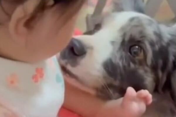 NAJSLAĐI SNIMAK KOJI ĆETE DANAS VIDETI: Evo kako se vole PAS i njegova MALA VLASNICA, preslatko je! (VIDEO)