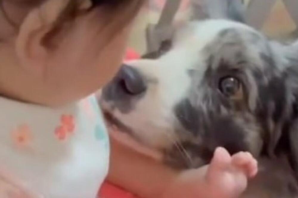 NAJSLAĐI SNIMAK KOJI ĆETE DANAS VIDETI: Evo kako se vole PAS i njegova MALA VLASNICA, preslatko je! (VIDEO)