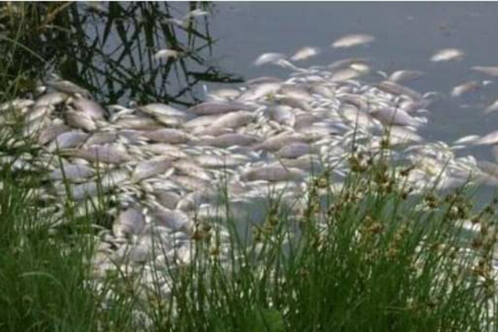 ''Ovo je ekološka katastrofa'' Pomor ribe i nesnosan smrad na Adi Ciganliji zaprepastili Beograđane!