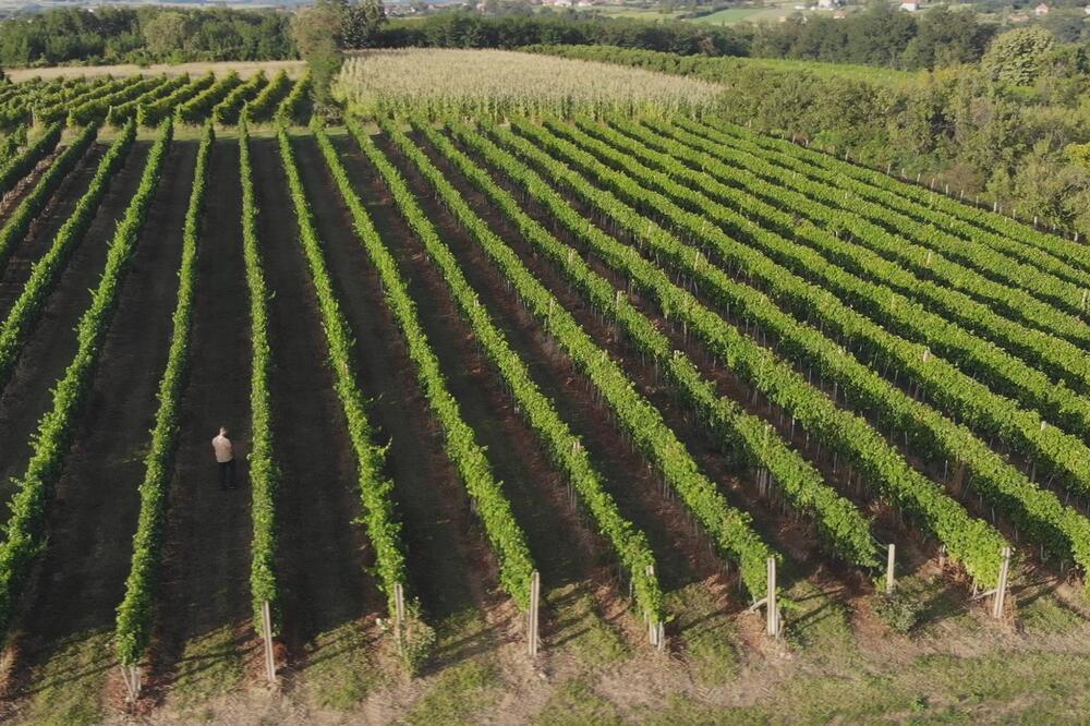 OVO SRPSKO SELO JE NOVAK ĐOKOVIĆ IZABRAO ZA SVOJE VINOGRADE: Tamo rađa NAJBOLJE GROŽĐE, zovu ga i SRPSKOM TOSKANOM