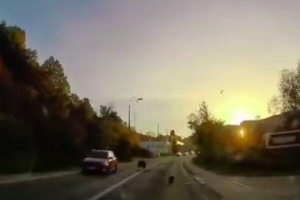 NESTVARAN PRIZOR KOD KOMŠIJA: Divlja svinja IZLETELA NA PUT i udarila automobil (VIDEO)