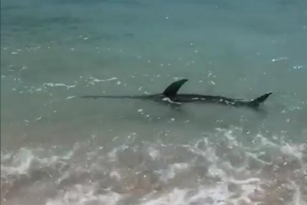 MIRNO SU PUTOVALI BRODOM, A ONDA JE IZ MORA IZLETELA NEMAN I NAPALA ŽENU: Nastao je užas