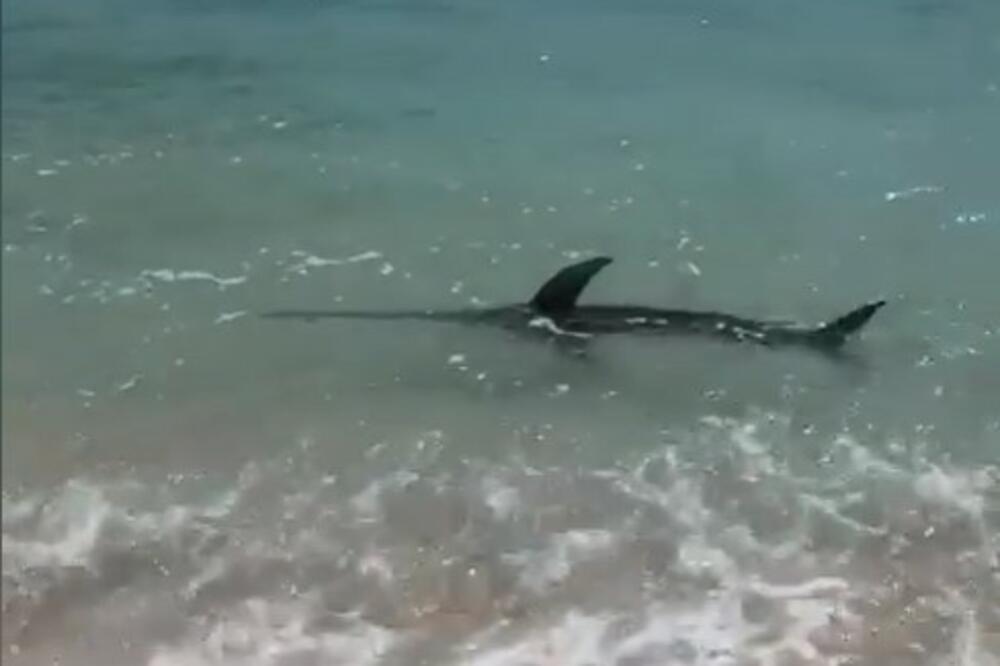 MIRNO SU PUTOVALI BRODOM, A ONDA JE IZ MORA IZLETELA NEMAN I NAPALA ŽENU: Nastao je užas