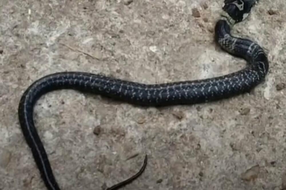 SELJAKE JE SLEDILA ZMIJA SA DVE GLAVE, ONDA JE OTKRIVENO NEŠTO JAKO BIZARNO: Danima se pričalo o tome, ljudi u šoku