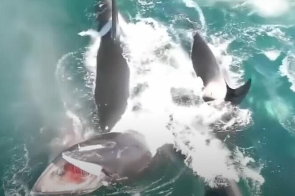 MORSKA NEMAN IZRONILA PA NAPALA MUŠKARCA: Ljudi u neverici gledali, vrištali, a kada su ga izvukli iz vode - MUK