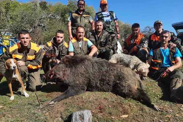 TEŽAK PREKO 100 KILA: Dugo harao i plašio meštane, GRDOSIJA smaknuta sa 2 metka! (VIDEO)