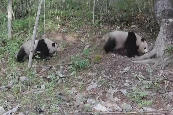ĆANGĆING REZERVAT: Divlja panda i mladunac u Šansiju! (VIDEO)