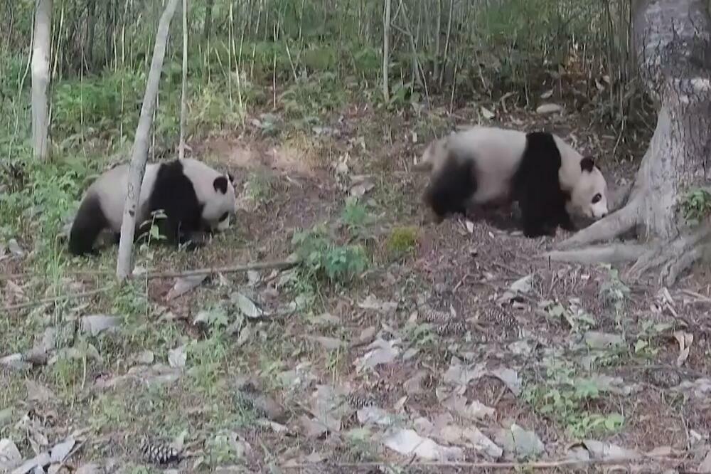 ĆANGĆING REZERVAT: Divlja panda i mladunac u Šansiju! (VIDEO)