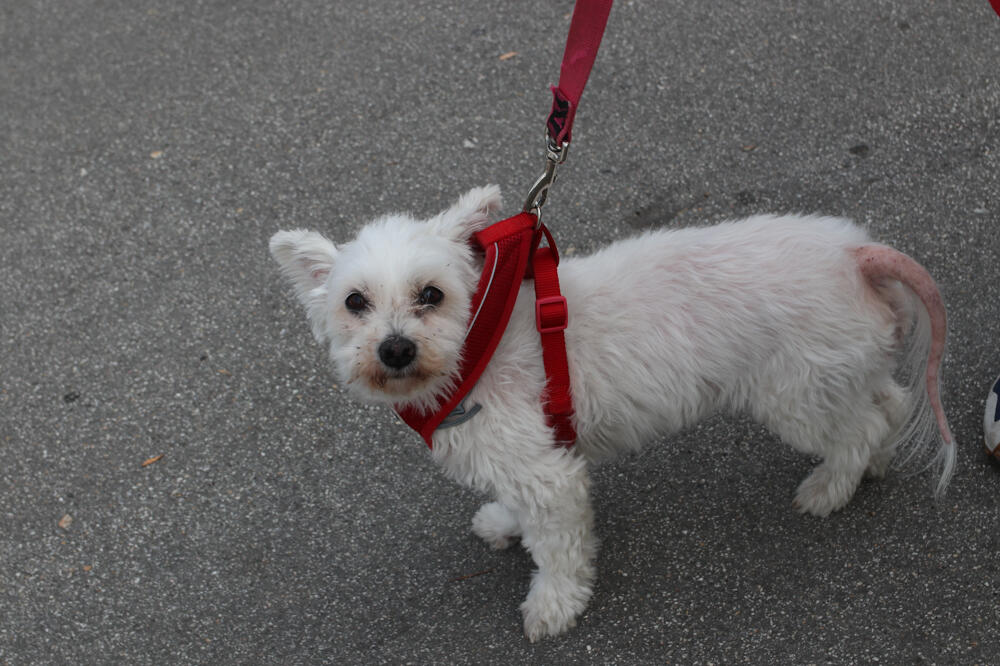 Sudbina ove malene kuce rasplakala Srbiju: Gazdarica optužila njega za smrt, " Moja Tili je umrla" (FOTO)