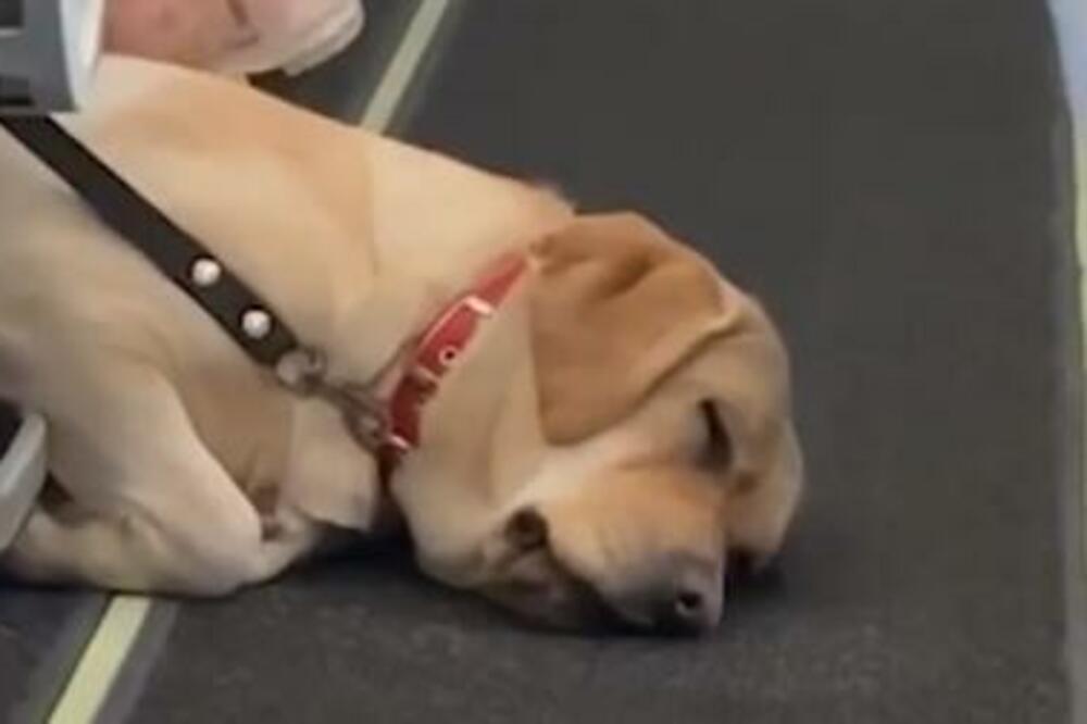 ŠOK VIDEO IZ AVIONA, CEO SVET NA NOGAMA ZBOG PSA: Pogledajte šta mu se DESILO, stjuardesa sve snimila!