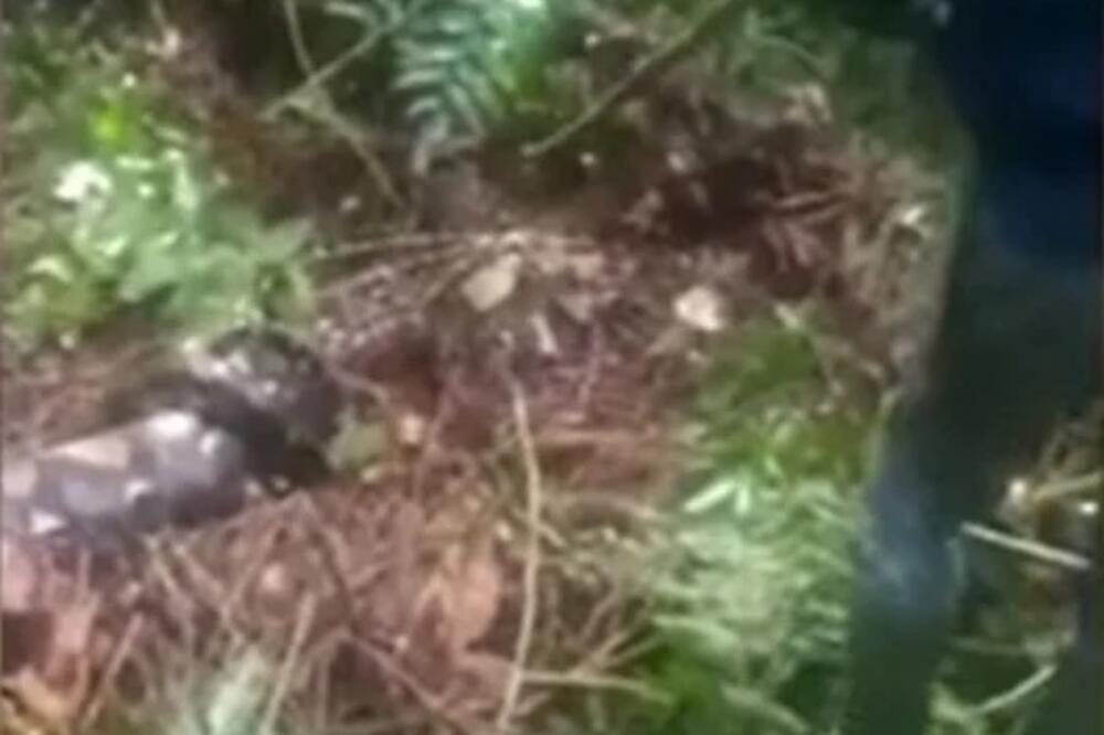 CELO SELO JE TRAŽILO ŽENU, A ONDA SU NAIŠLI NA PITONA NABREKLOG STOMAKA: Kada su ga RASPORILI, nastao je MUK! VIDEO