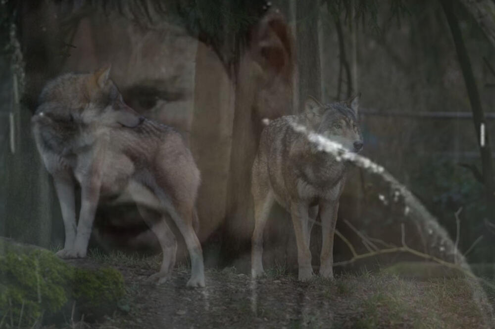 ZAŠTO SE ZA SRBINA KAŽE DA JE VUK? Kult je zadržan do danas u našem narodu, posebna verovanja vezuju se za SVADBE!