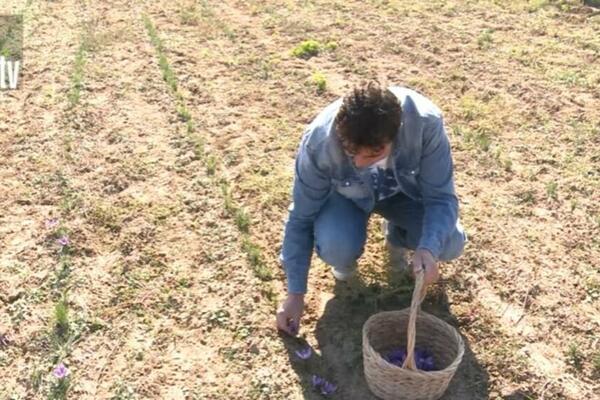 ULOŽITE 1.200 EVRA, PA SLEDEĆIH 6 GODINA IMATE DOBITAK 6.000! Ne treba vam ni dan škole već samo JEDNA BILJKA!