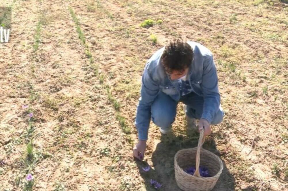 ULOŽITE 1.200 EVRA, PA SLEDEĆIH 6 GODINA IMATE DOBITAK 6.000! Ne treba vam ni dan škole već samo JEDNA BILJKA!