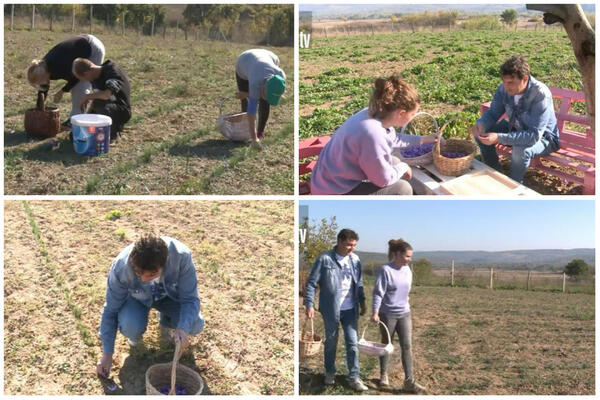 NEDA I SAŠA IZ NEGOTINA NA NJIVI GAJE NAJSKUPLJU BILJKU NA SVETU: Na prvi pogled, tu je samo ZEMLJA, a niče BLAGO!