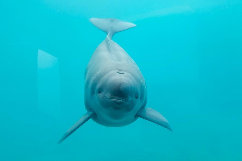 Prva pliskavica rođena u Vuhanu dobila ime
