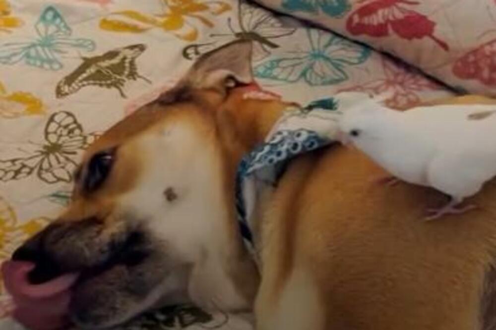 SPASILI SU PTICU, A ONDA SE DESILO NEŠTO ŠTO IH JE ŠOKIRALO: U neverici su uzeli KAMERU I POČELI DA SNIMAJU (VIDEO)