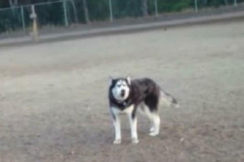 REKAO JE HASKIJU DA MORAJU KUĆI IZ ŠETNJE, PA JE NASTAO PRAVI ŠOU: Ceo park gledao je u njih (VIDEO)