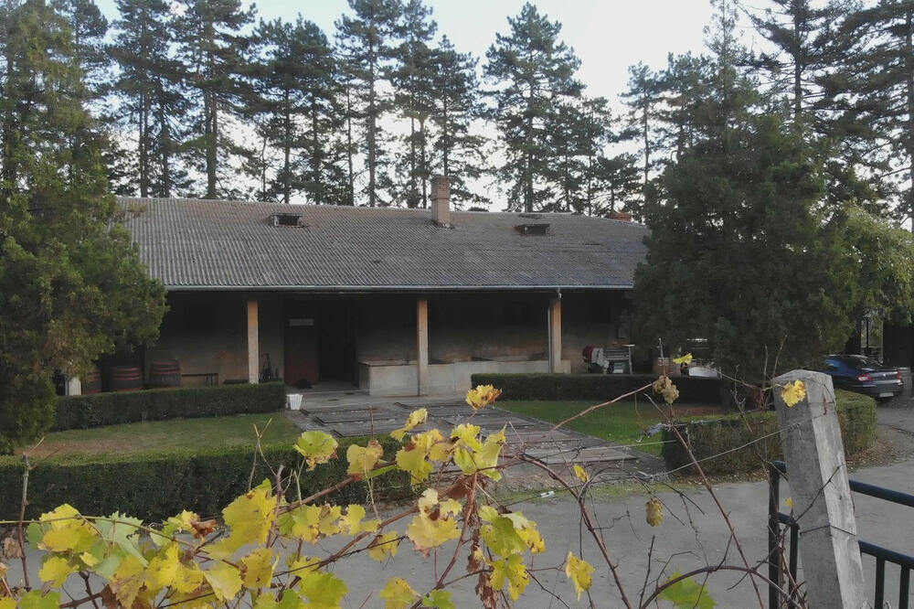 NAJSKUPLJA VINA NA BALKANU ČUVAJU SE U SRBIJI: Ovo nam je ostavio kralj Aleksandar Karađorđević u AMANET!