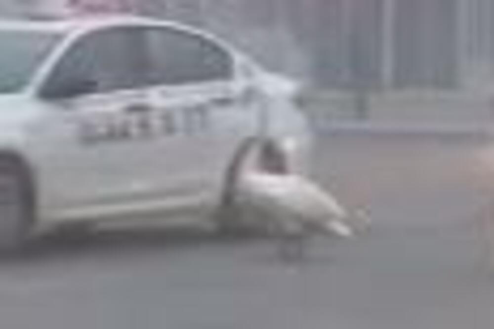NA ULICAMA NOVOG SADA NAŠAO SE ZALUTALI LABUD: Neverovatna SCENA zatekla VOZAČE u jutarnjoj MAGLI (VIDEO)