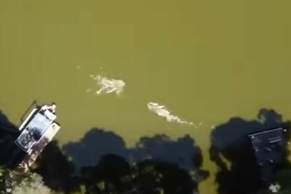 OVAJ SNIMAK GLEDAJTE NA SVOJU ODGOVORNOST, NIJE ZA MLAĐE OD 18 NIKAKO: Dok muškarac pliva, napada ga ogromna neman!