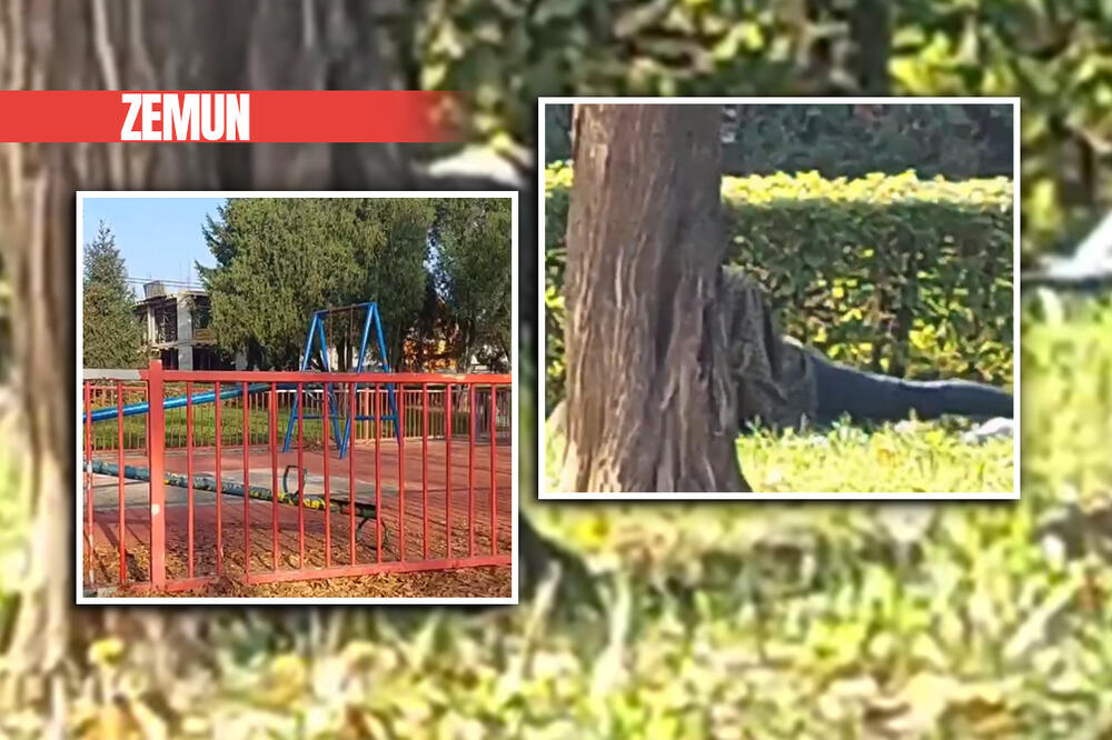 LEGENDICE, JEL' TO NIJE MOGLO NEGDE DRUGDE? Komšije u Zemunu snimile AKCIJU NA TRAVI, akteri nisu stali (VIDEO)