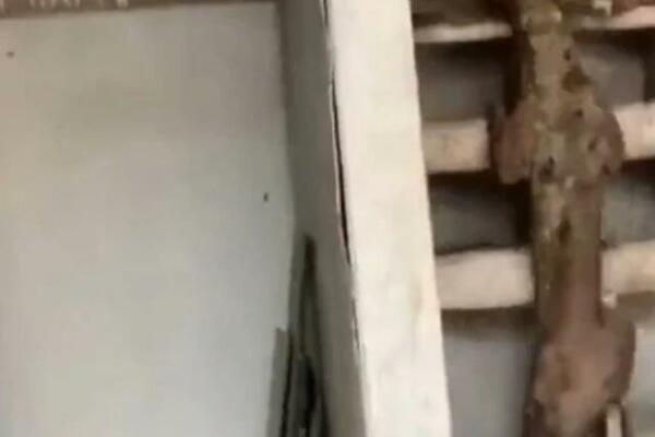 BIZARNO STVORENJE PODIGLO MEŠTANE NA NOGE, SABLASNO JE! Podseća na MAČKU, ali pogledajte OČI! (VIDEO)