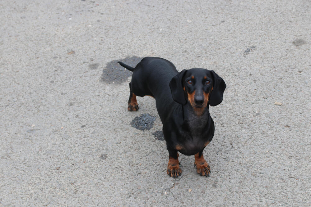 Jazavičar, Espreso ljubimac